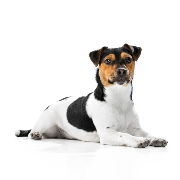 Jack russell Terrier - Bhappypets